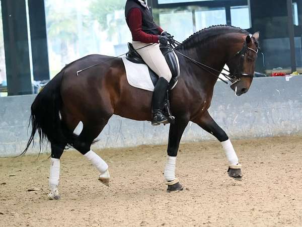 stallion-lusitano-horse