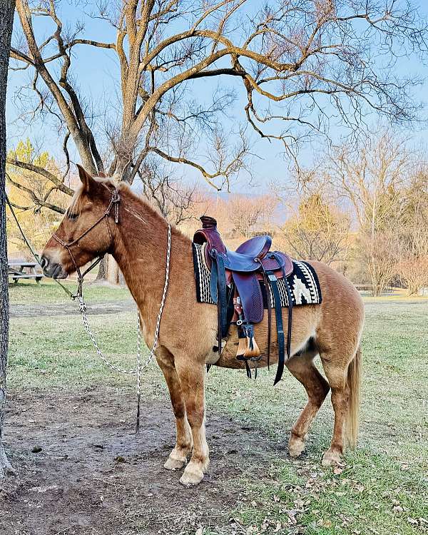 red-dun-blm-gelding