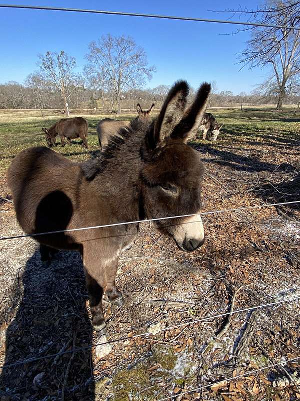 huge-donkey