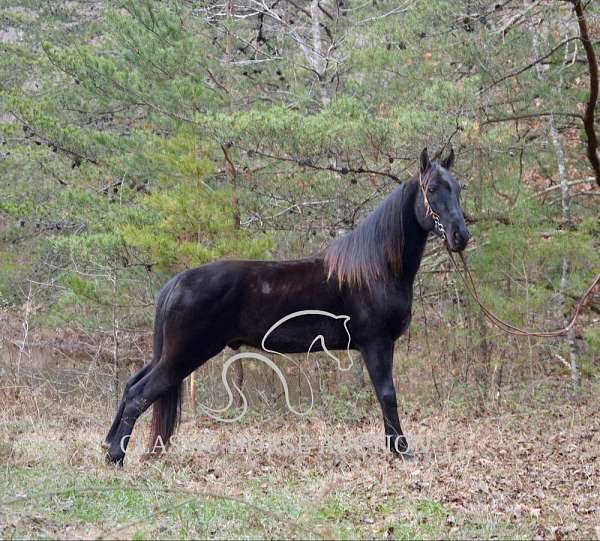 street-tennessee-walking-horse