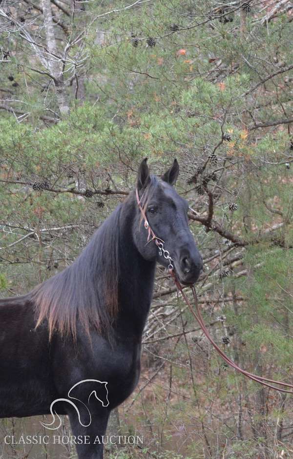 pasture-ornament-gelding