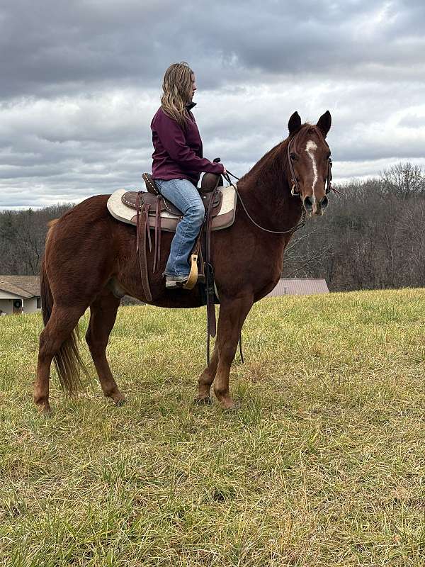 all-around-quarter-horse