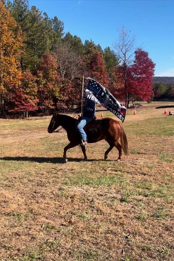 husband-safe-quarter-horse