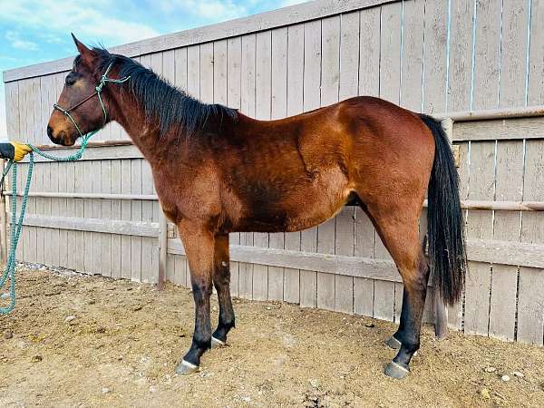 ivory-quarter-horse