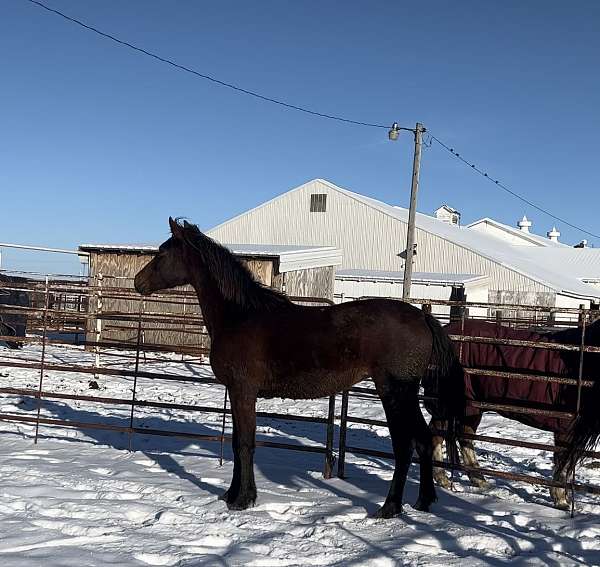 cross-morgan-thoroughbred-horse