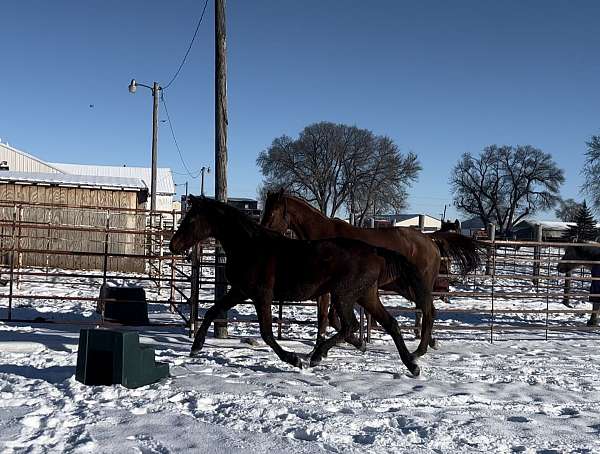 dressage-morgan-thoroughbred-horse