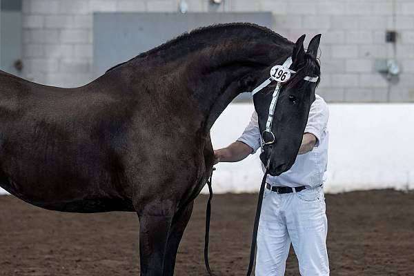 sport-mare-foal