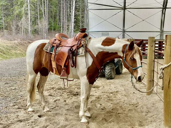 breeders-half-arabian-horse