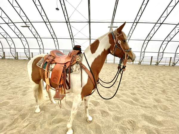 breeders-sweepstakes-half-arabian-horse