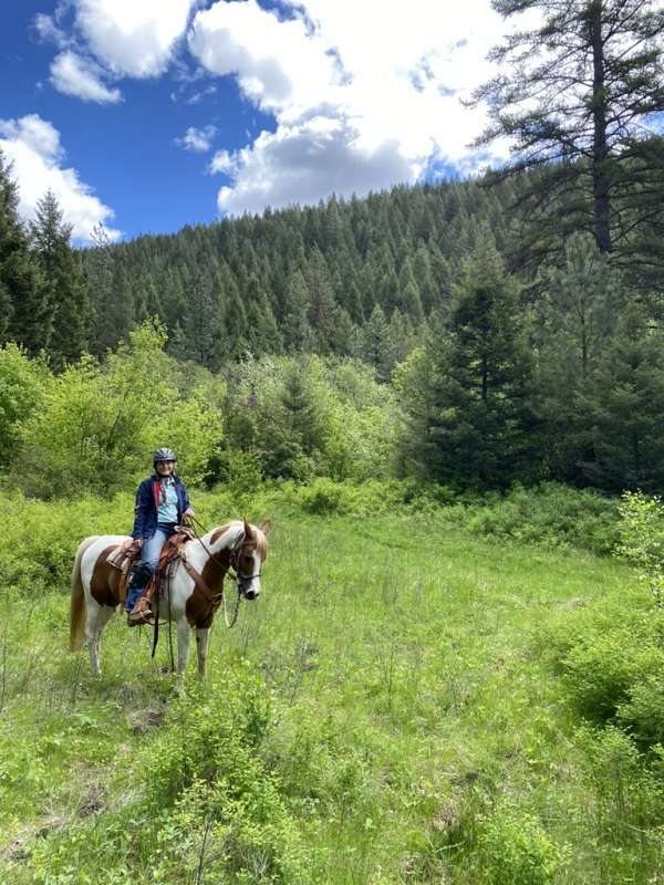 bridges-half-arabian-horse