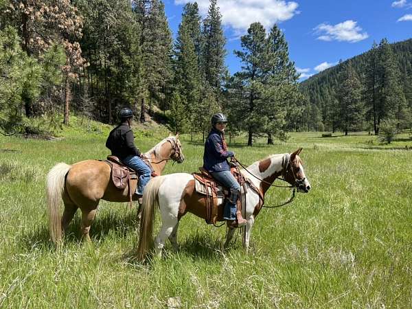 far-half-arabian-horse