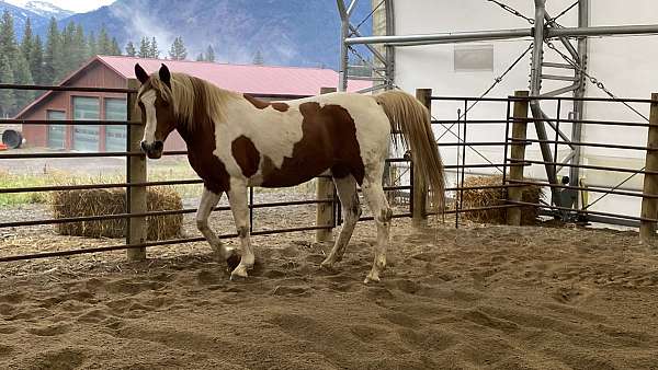 gentle-half-arabian-horse