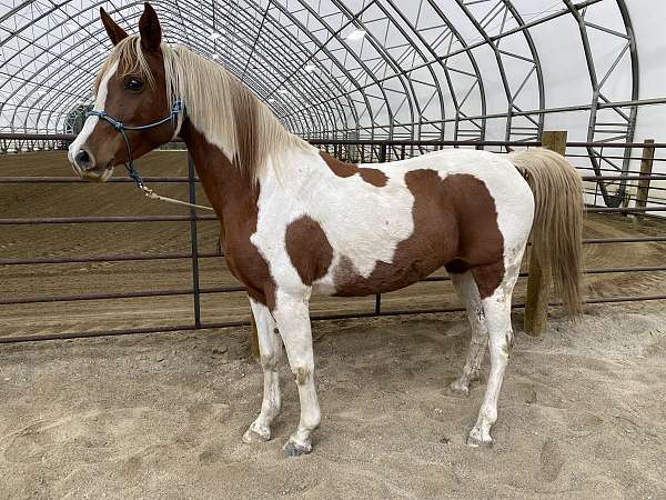 goes-through-water-half-arabian-horse