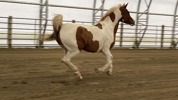 great-pedigree-half-arabian-horse