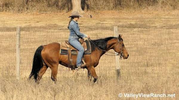 beginner-quarter-horse