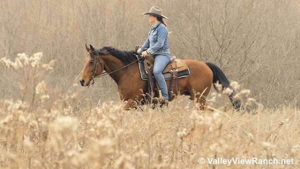 pleasure-driving-quarter-horse