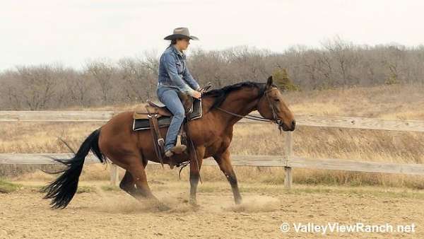 ranch-quarter-horse