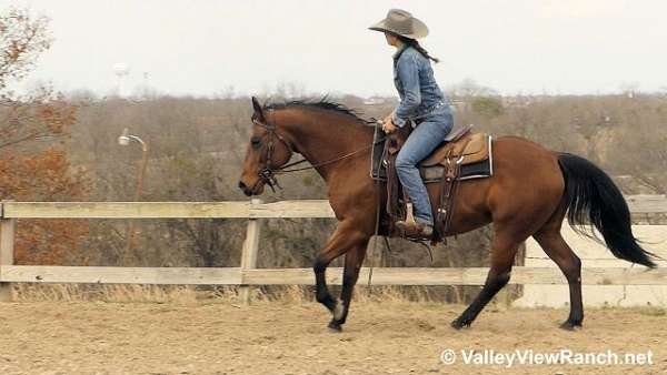 reined-cow-quarter-horse