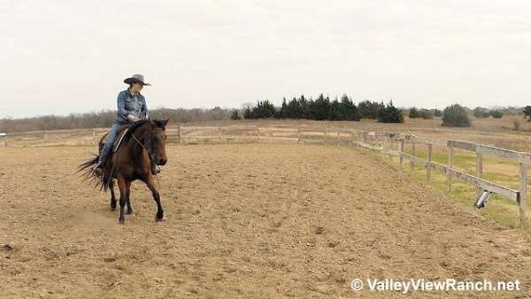 reining-quarter-horse