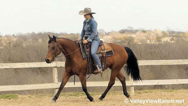 bay-quarter-horse-mare