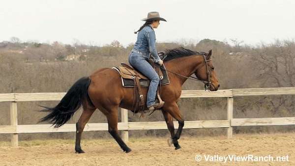 trail-quarter-horse