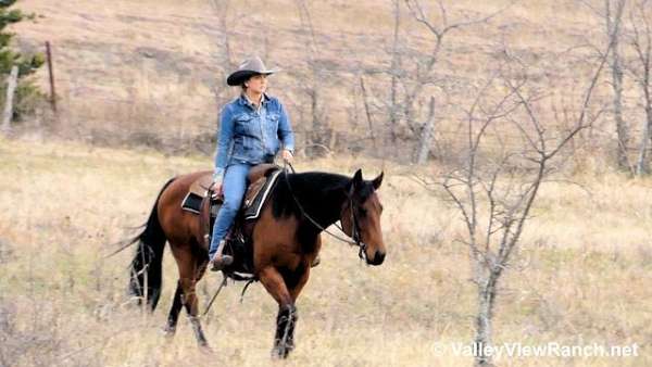 working-cattle-quarter-horse