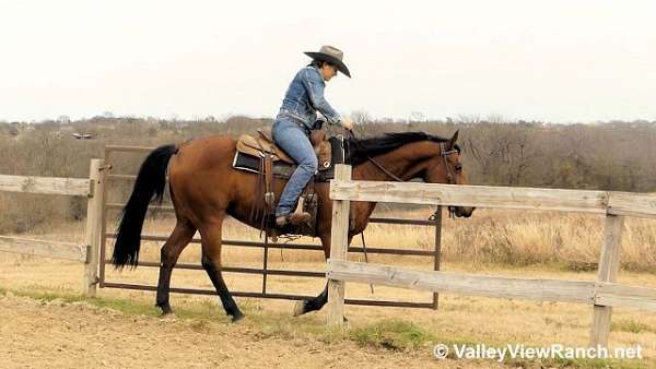 working-cow-quarter-horse