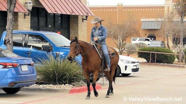 bay-ranch-horse