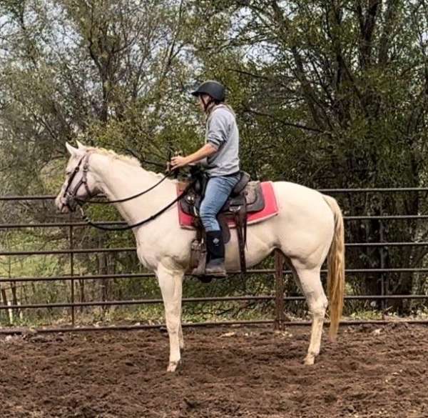 cremello-has-gray-gene-also-horse