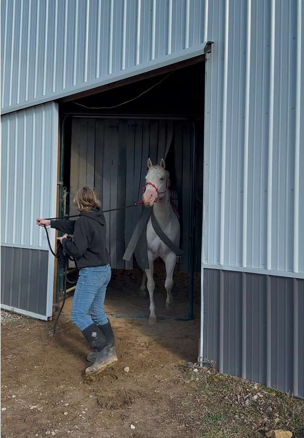 blue-eyed-quarter-horse