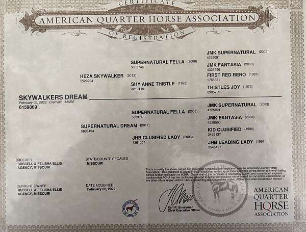 halter-quarter-horse