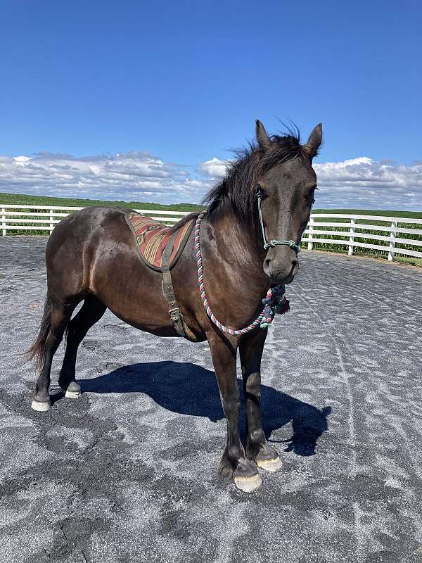 friesian-horse