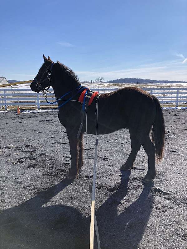 driving-friesian-horse