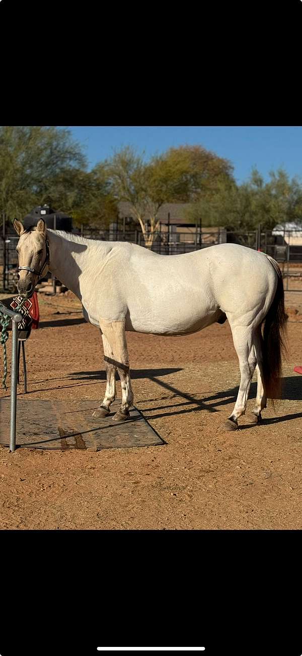 buckskin-quarter-horse-gelding