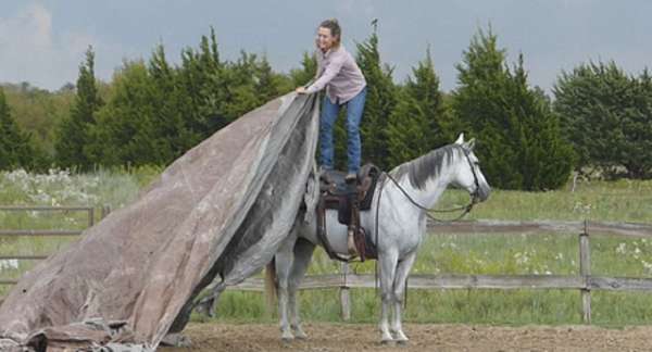 calf-roping-quarter-pony