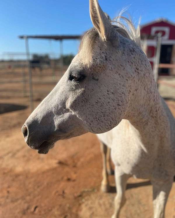 quarter-mare-arabian-horse