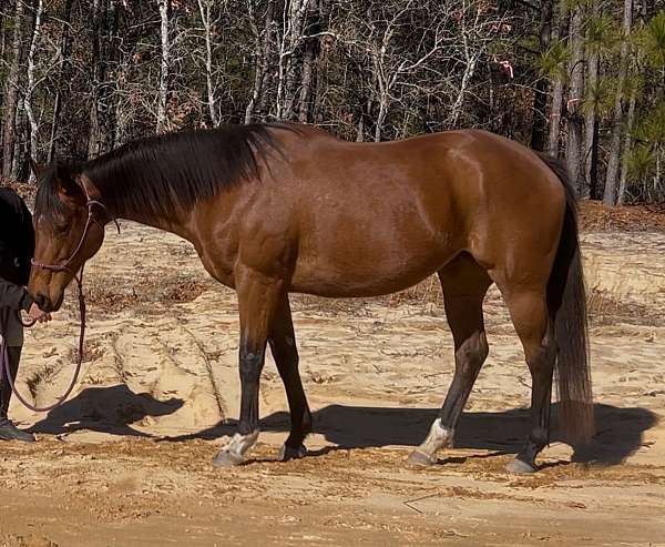 all-around-thoroughbred-horse