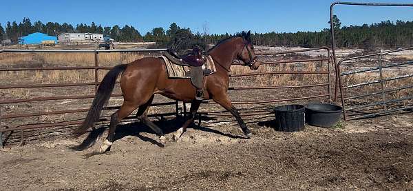 barrel-thoroughbred-horse