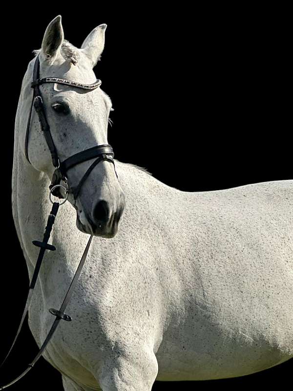 andalusian-horse