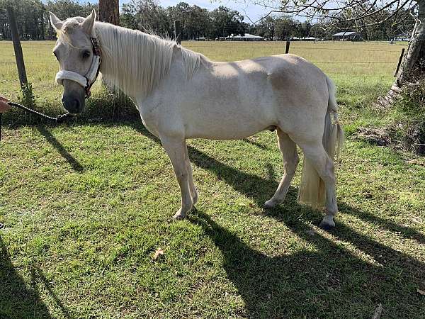 paso-fino-horse-for-sale