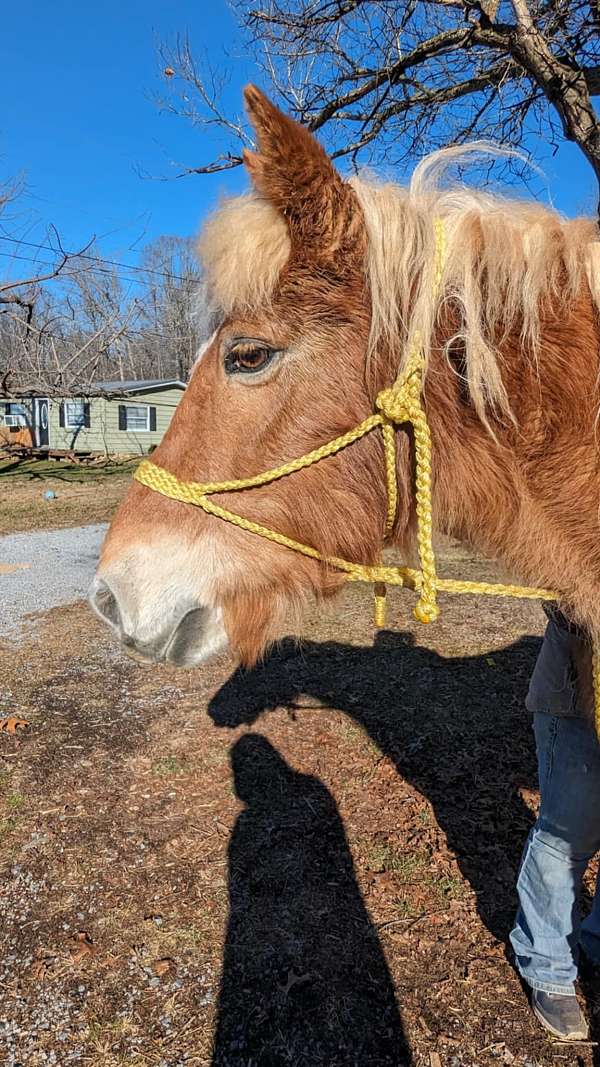 companion-rescue-haflinger-horse