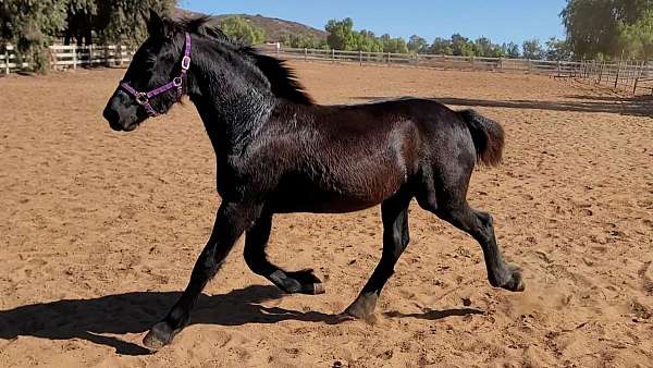 friesian-horse