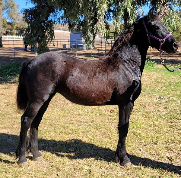 san-diego-friesian-horse