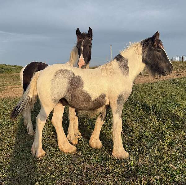 white-star-horse