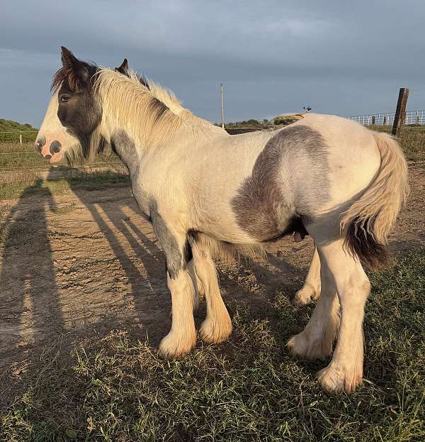 socks-horse