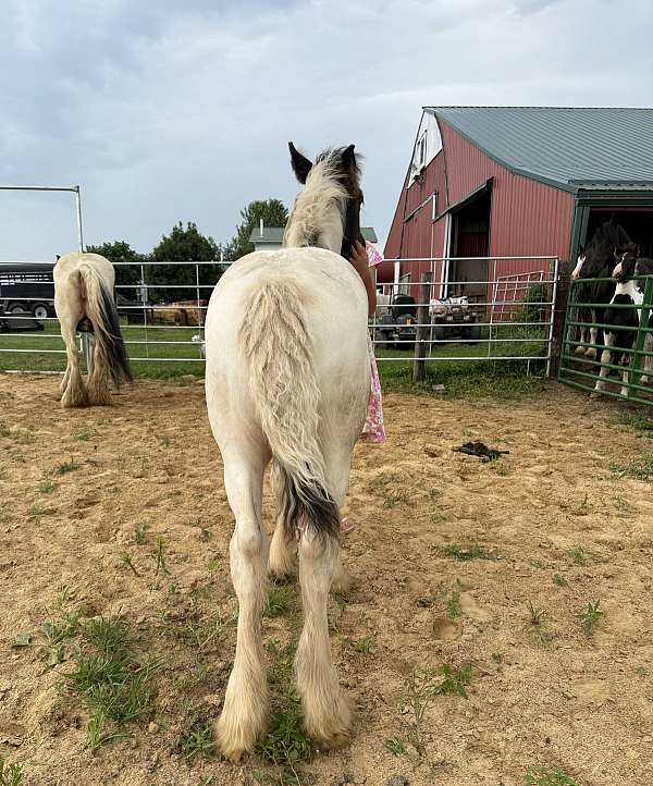 best-friend-stallion