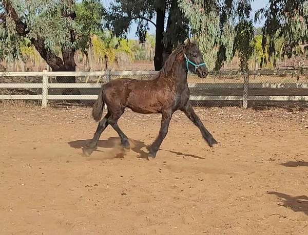 dressage-friesian-horse