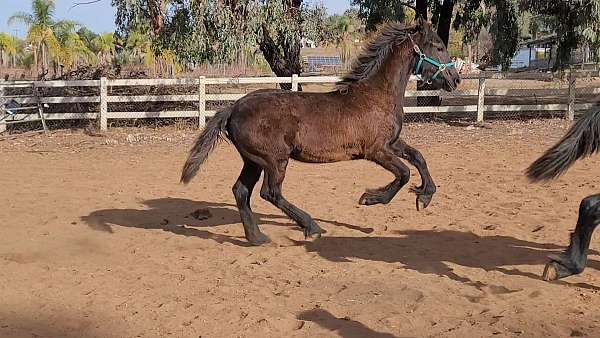 friesian-horse