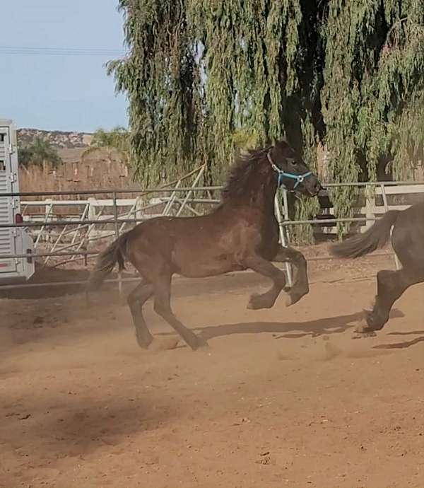 san-diego-friesian-horse