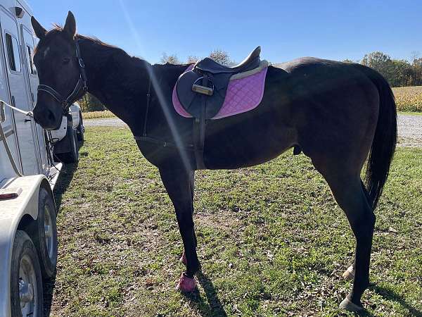 easy-to-ride-thoroughbred-horse